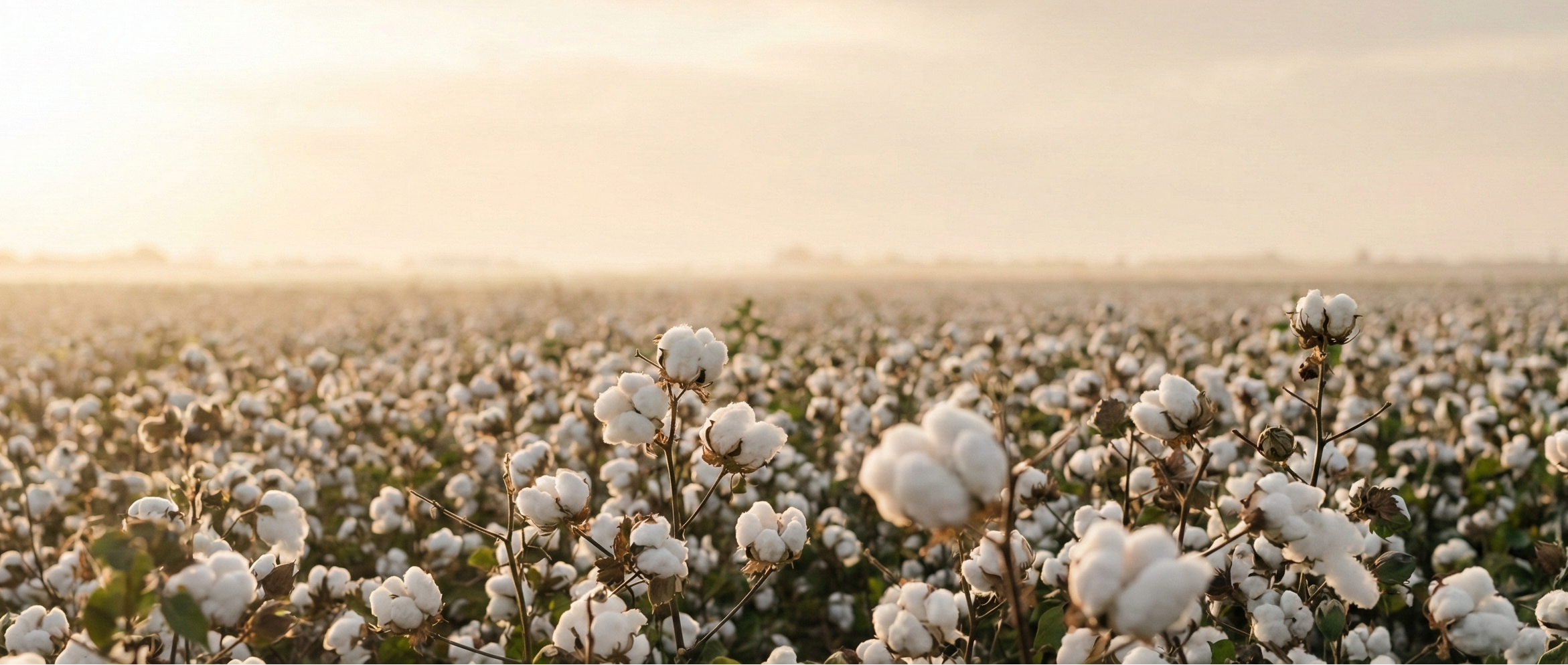 Bio-Baumwolle